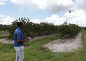 A man flying a unmanned aerial vehicle (UAV) over a tree grove. 