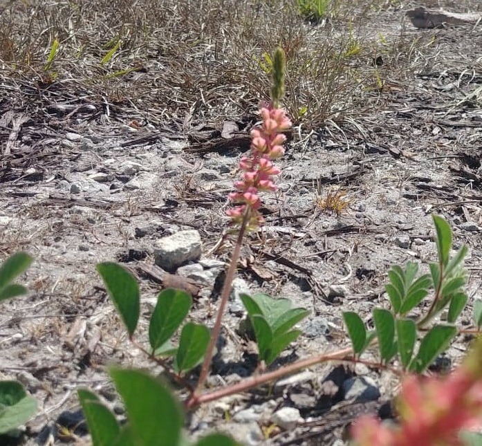 identification-and-management-of-creeping-indigo-a-common-florida-weed