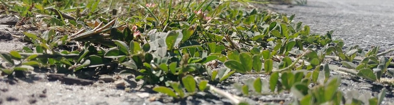 identification-and-management-of-creeping-indigo-a-common-florida-weed