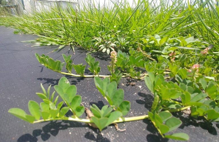 identification-and-management-of-creeping-indigo-a-common-florida-weed