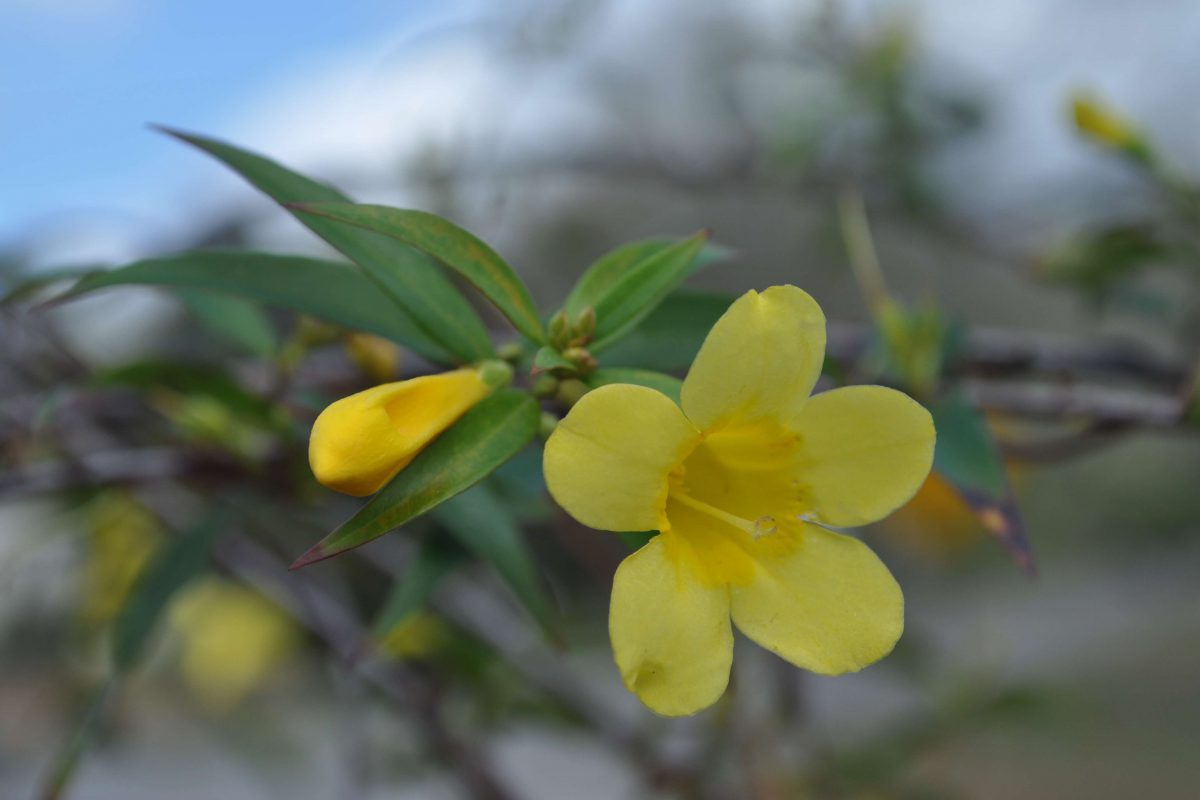 Wild Weeds Yellow Jessamine UF/IFAS Extension Baker County