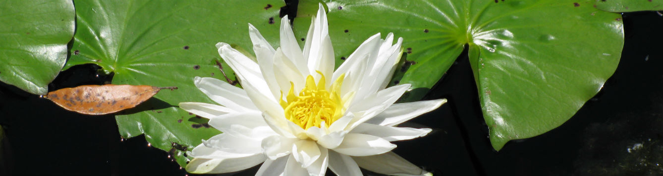 waterlily flower and leaves