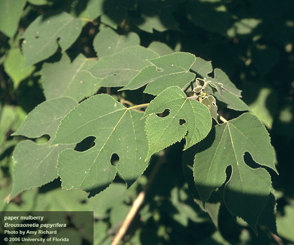 Paper Mulberry Wild Weeds UF/IFAS Extension Baker County
