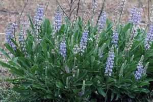 Skyblue lupine (Lupinus diffusus) by Mary Keim