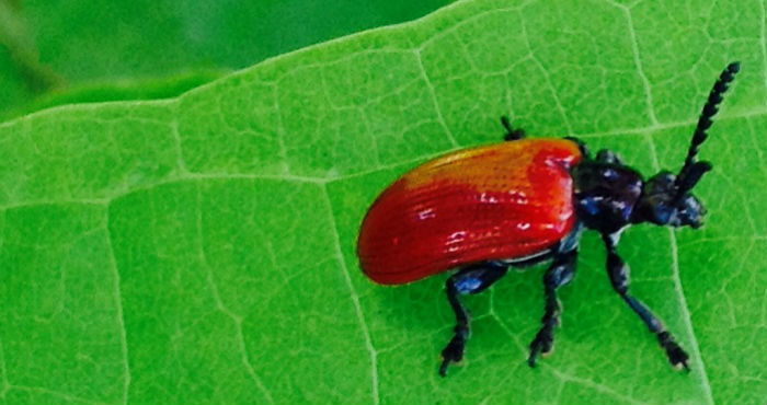 air-potato-leaf-beetle-project-update-december-2017-uf-ifas