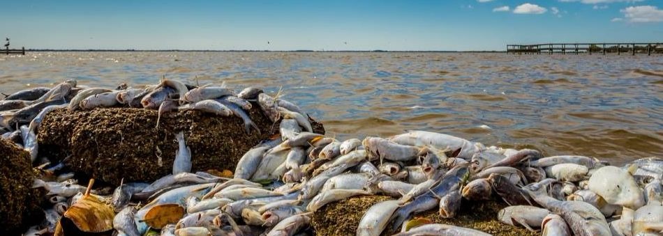 fish-kills-in-florida-s-coastal-waters-uf-ifas-extension-brevard-county