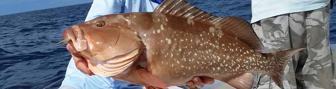 grouper recently caught on a boat
