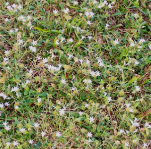 Common weeds in lawns