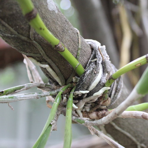Orchids grow on trees! UF/IFAS Extension Broward County