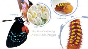 The Atala Butterfly -A Complete Lifecycle