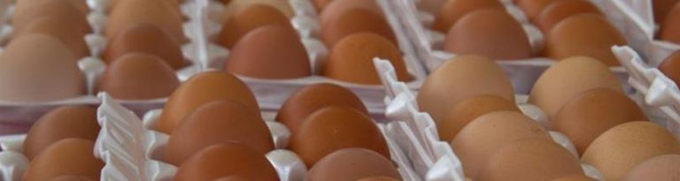 food-safety-safe-egg-handling-tips-uf-ifas-extension-broward-county