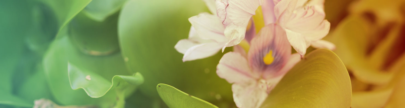 National Invasive Species Awareness Week Blog Header, Water Hyacinth