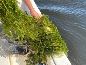 Image of hydrilla being held over the side of a boat