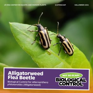 Two alligatorweed flea beetles on leaf. Text reads Alligator flea beetle, not so scary biological control"