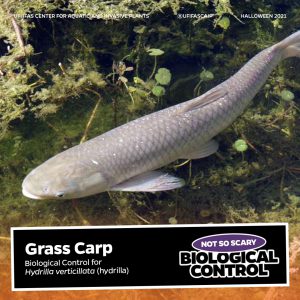Grass carp in water text reads "grass carp not so scary biological control"