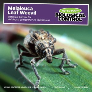 melaleuca leaf weevil on leaf text on image reads "melaleuca leaf weevil, not so scary biological control"
