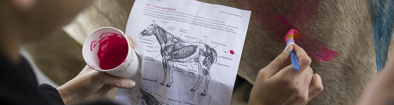 Animal Sciences Dr. Warren's lab where students paint horses to identify muscle groups.