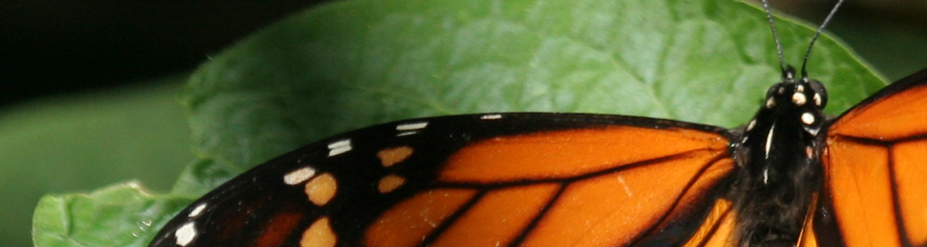 monarch butterfly on leaf