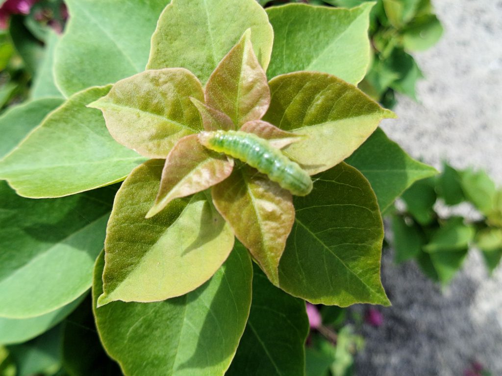 Green, mean, bougainvillea eating machine UF/IFAS Extension Charlotte