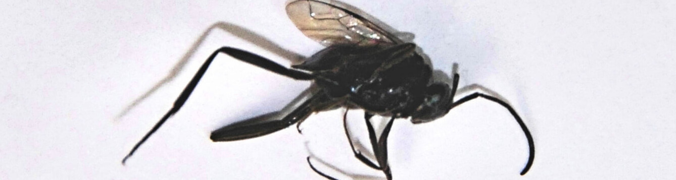 Ensign Wasp