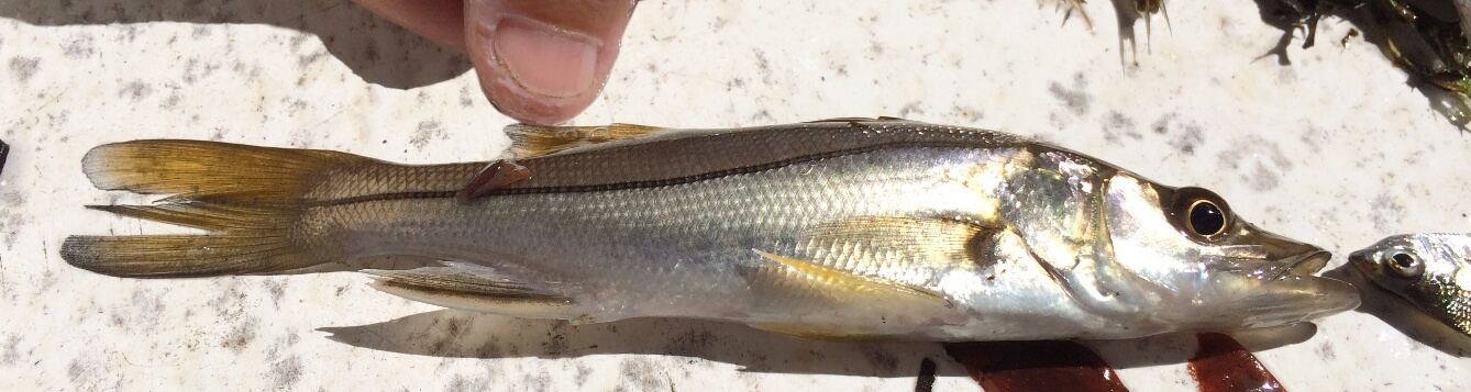 baby snook