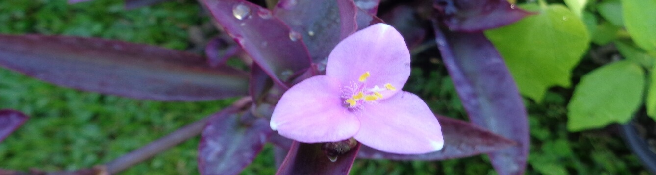 purple queen flower