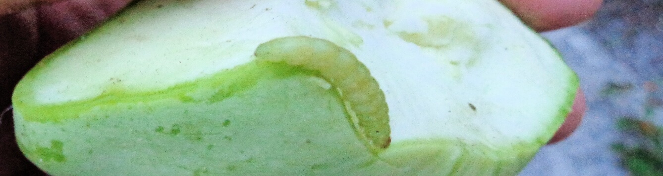 In A Real Pickle With Pickle Worms Ufifas Extension Charlotte County