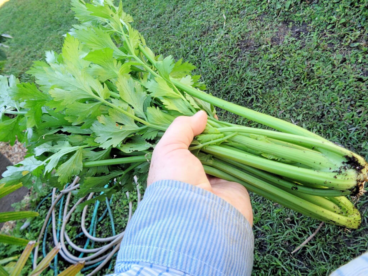 Stalking Celery UF/IFAS Extension Charlotte County