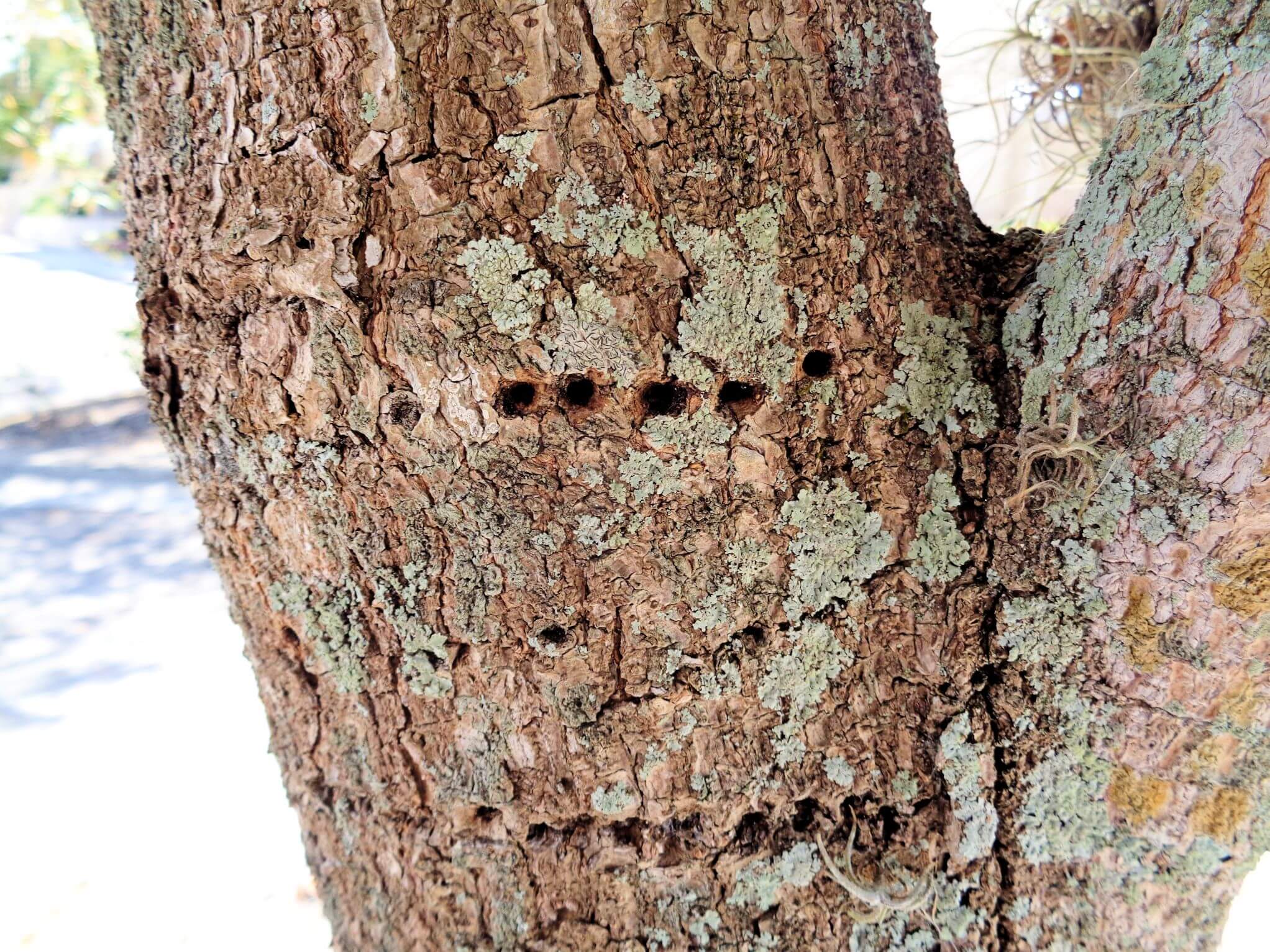 Holey…black olives? UF/IFAS Extension Charlotte County