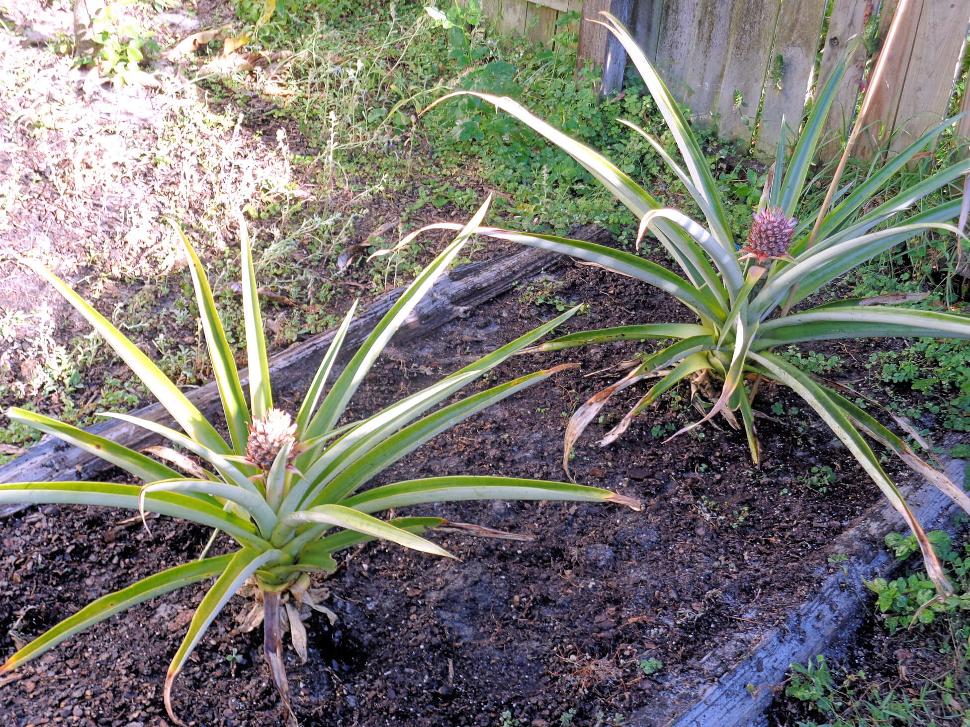 Pineapples are top selection for easytogrow backyard fruit UF/IFAS Extension Charlotte County