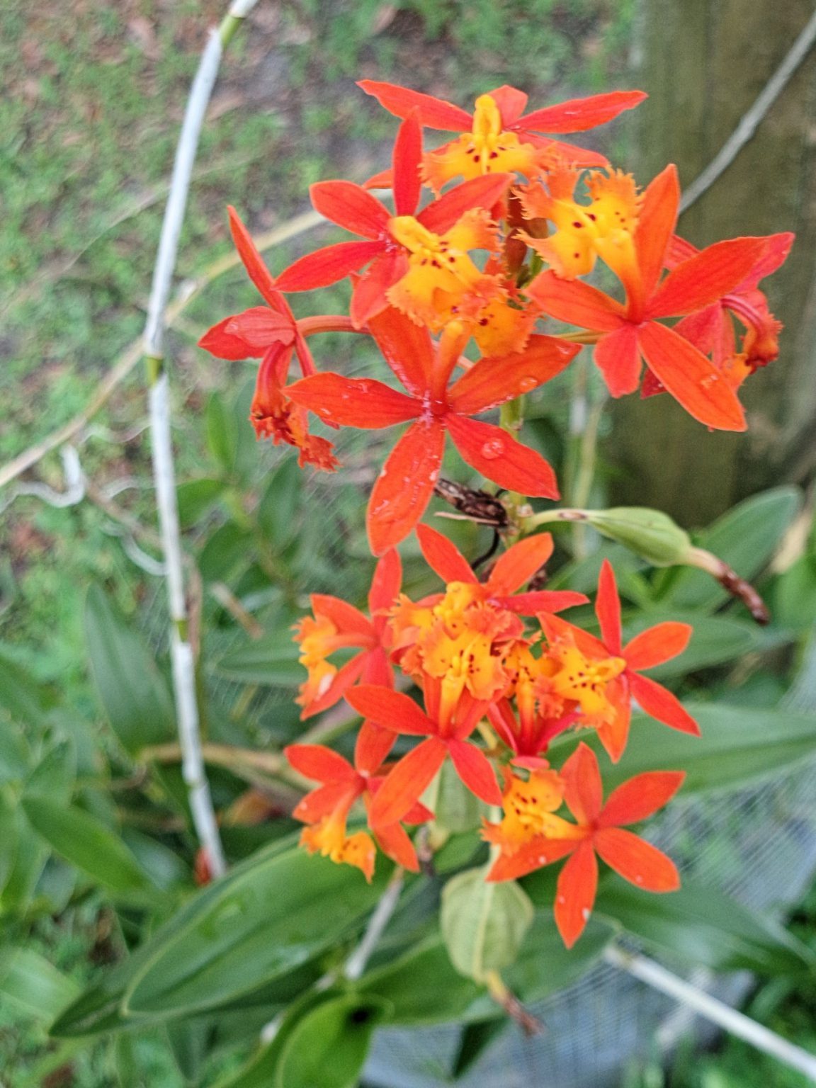 Read about the reed orchid UF/IFAS Extension Charlotte County