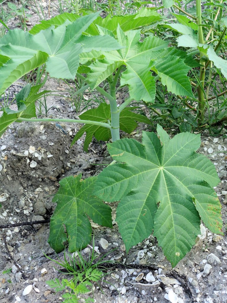 Best To Stay Away From The Castor Bean Uf Ifas Extension Charlotte County