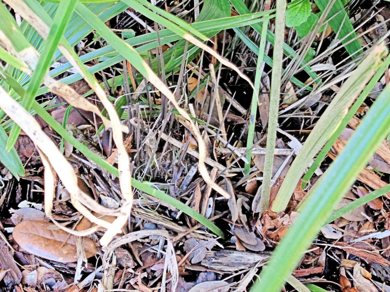 Needle palms attractive, wellarmed, native palms UF/IFAS Extension
