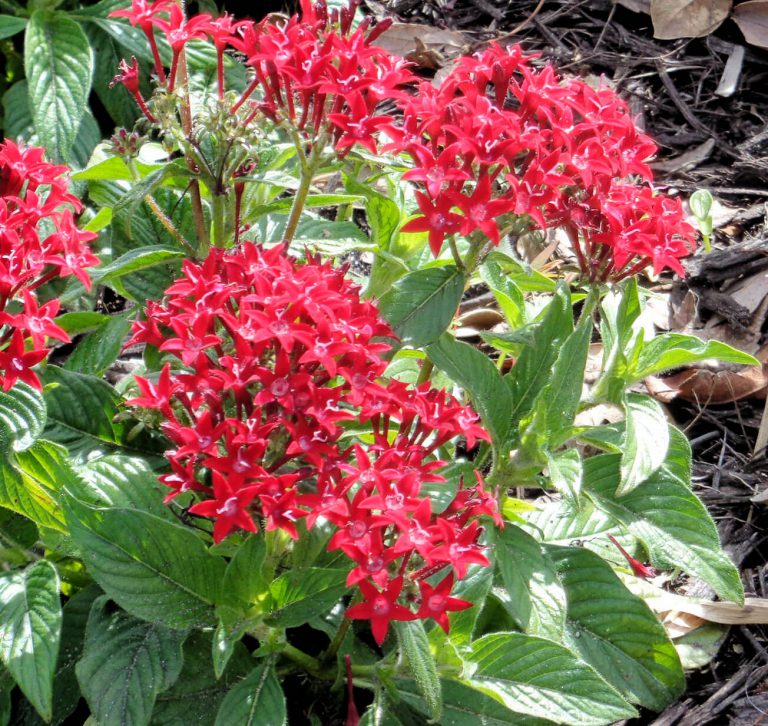 Perennial pentas perform year-round - UF/IFAS Extension Charlotte County