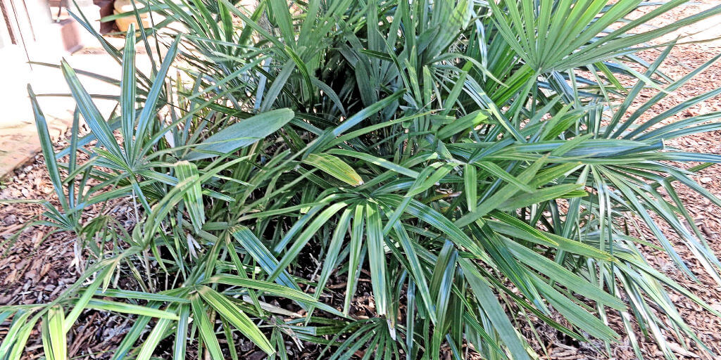 Needle palms attractive, wellarmed, native palms UF/IFAS Extension
