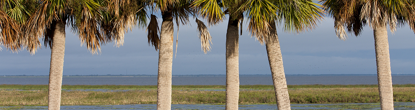 palm trees on shoreline