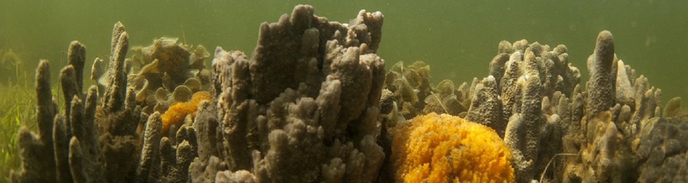 Coral reef and sponges in the Gulf of Mexico.