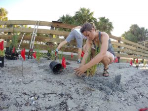 Intern Kimberly Magee plants marsh grass at a living shoreline project