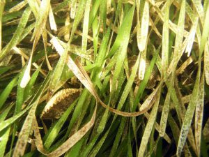 scallops in turtlegrass meadow