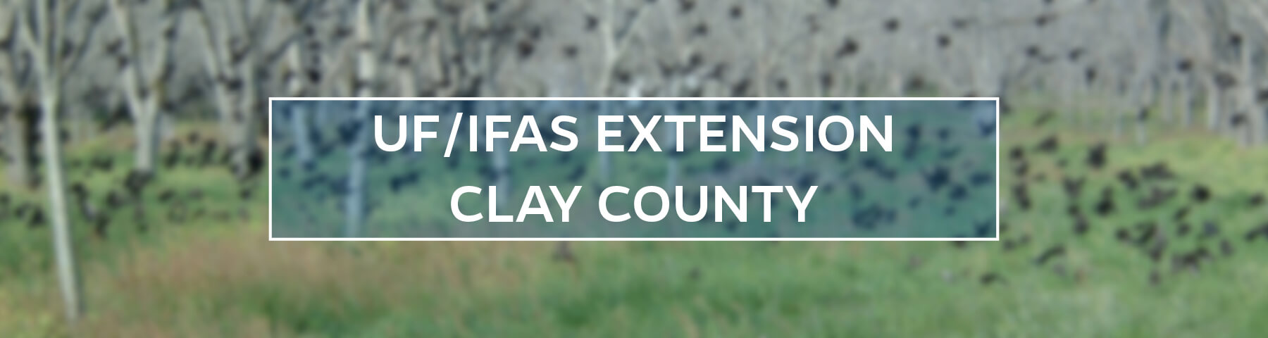 UF/IFAS Extension Clay County