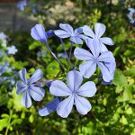 P. auriculata is the classic blue plumbago; it's non-native, but Florida-Friendly. Credit: UF/IFAS