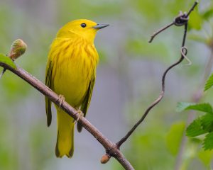 Yellow Warbler, Audubon Society