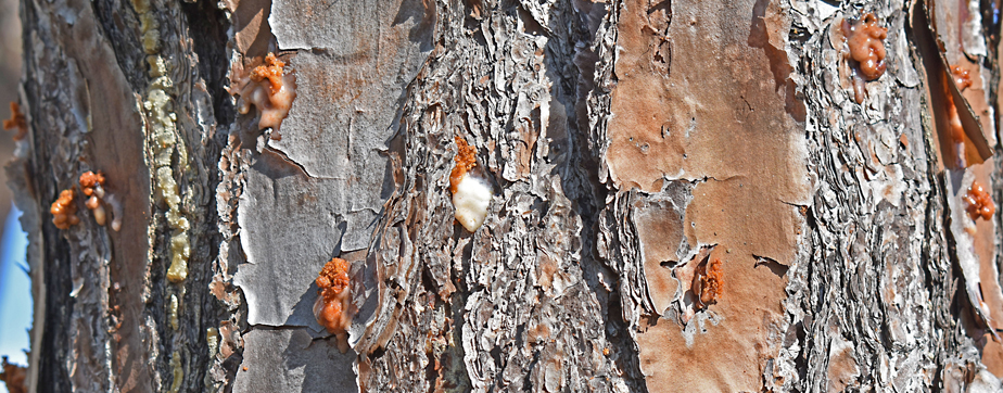 Pine Beetles - UF/IFAS Extension Collier County