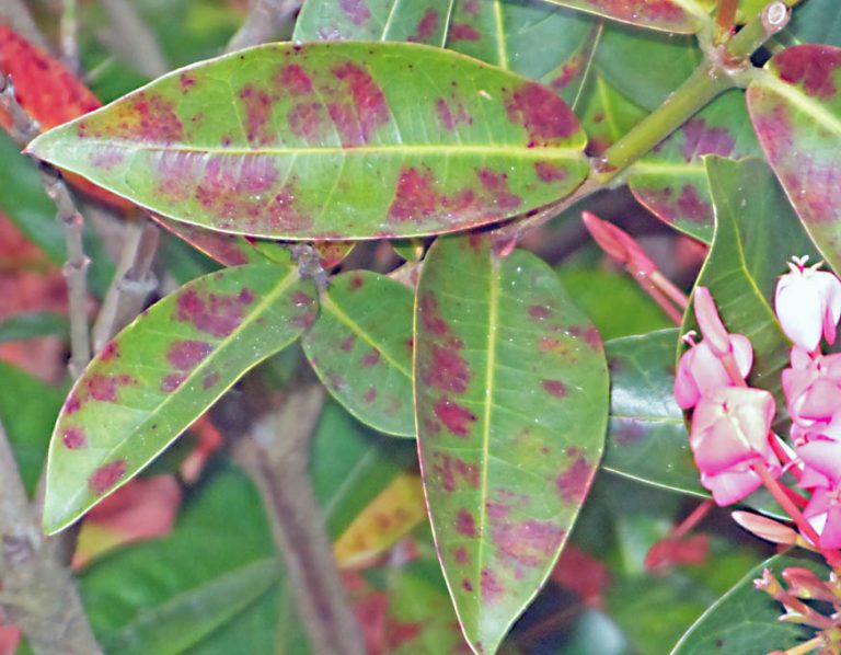 Fact Sheet Ixora leaf spots and chlorosis are common. What to do? UF