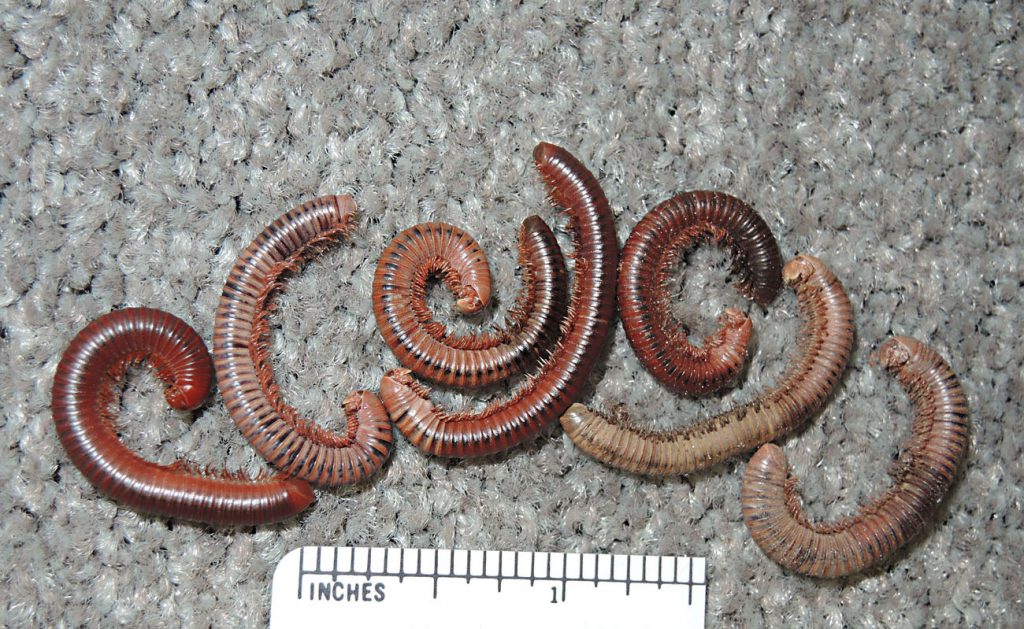 Annoying Creeping "Worms" Inside Homes and Everywhere Are Most Likely