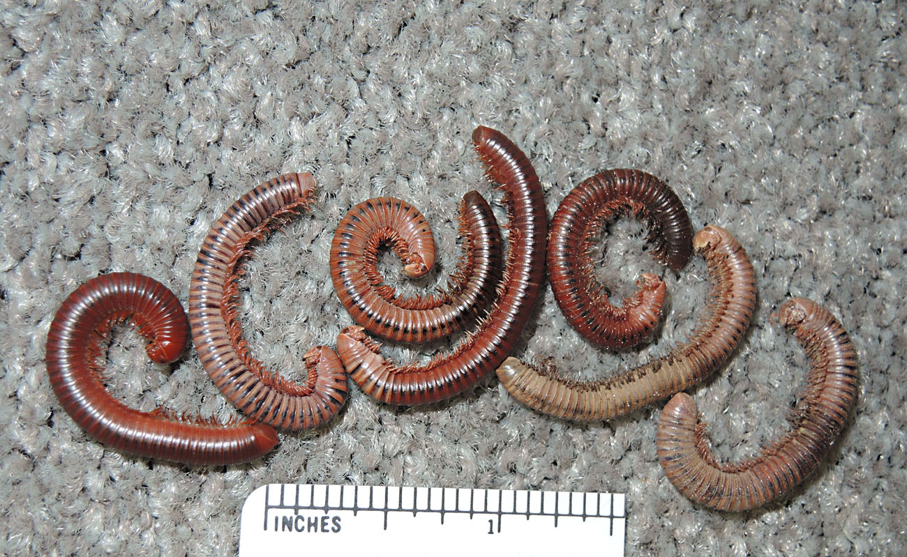 Annoying Creeping "Worms" Inside Homes and Everywhere Are Most Likely