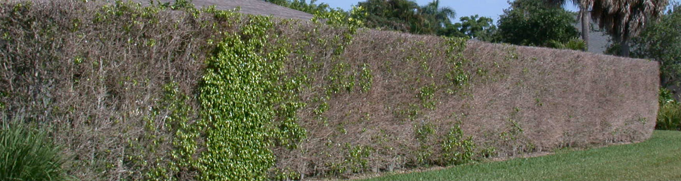 Ficus whitefly damage