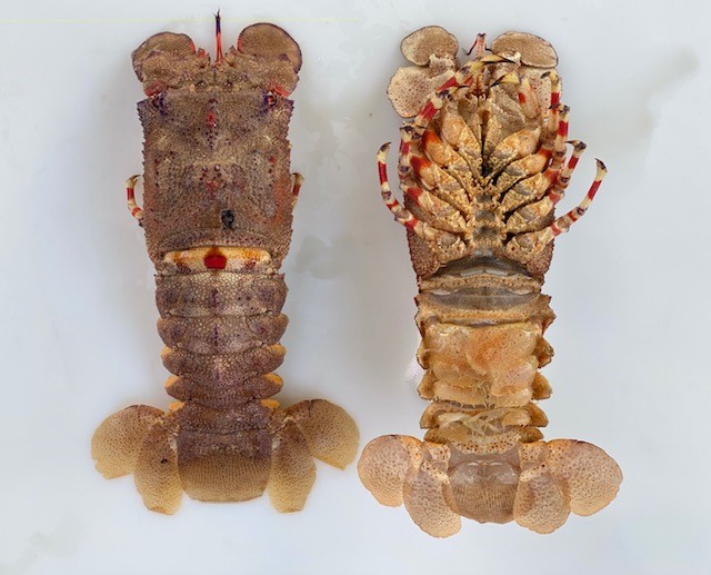 YearRound Lobster Season in Southwest Florida?! UF/IFAS Extension