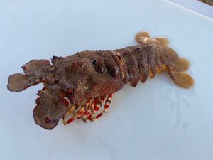 Rigged Slipper Lobster 