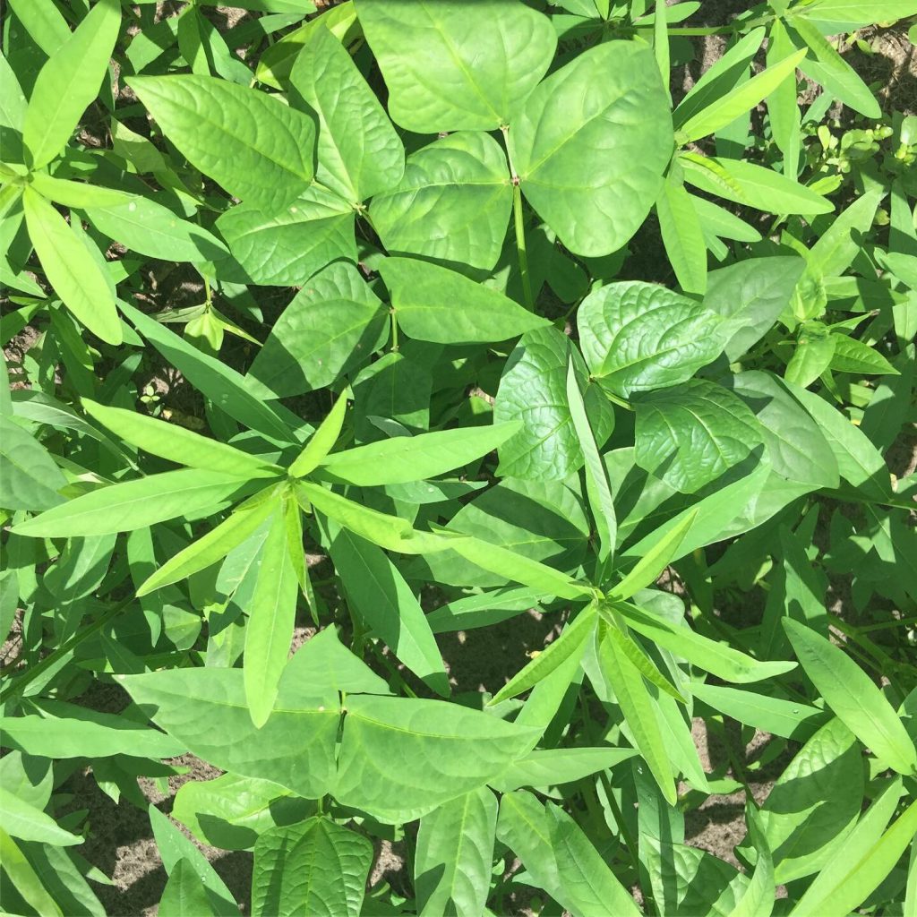 Sunn Hemp and Cowpea as Cover Crops in Florida UF/IFAS Extension